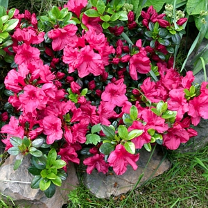 Azalea Red Ruffle